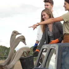 Mit dem Vogel Strauß auf Safari