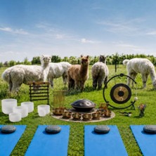 Klangreise mit Alpakas