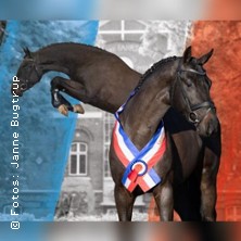Holsteiner Körung & Auktion 2026