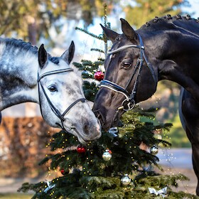 Hengste im Advent