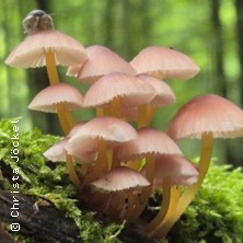 Einstieg in die Welt der Pilze