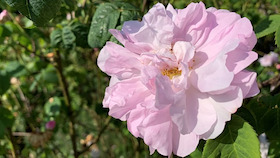 Destillations-Workshop: Rose