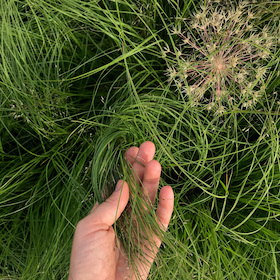 Designing with Nature (DE)