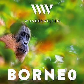WunderWelten: Borneo - Dschungelleben