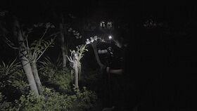 Albert Garcia - The Bug is on Fire