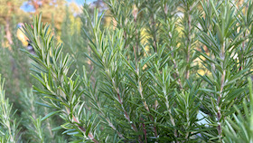 Destillations-Workshop: Rosmarin