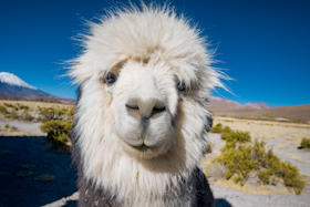Chile - Von der Atacamawüste in die Antarktis