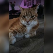 Comedy trifft Tierschutz - Die Charity Nacht fürs Tierheim Düsseldorf