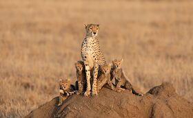 Länderabend Afrika mit Taruk Reisen