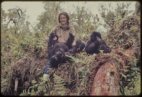 Dian Fossey – Ihr Leben für die Gorillas