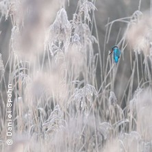 Seminar Faszination Eisvogelfotografie | Imaging World Nürnberg