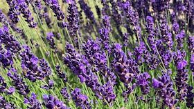 Destillations-Workshop: Lavendel