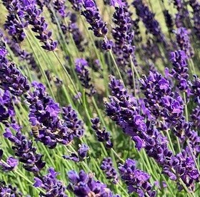 Destillations-Workshops - Workshop: Lavendel-Destillation