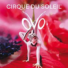 Cirque du Soleil - OVO