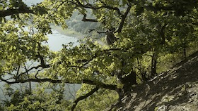Kellerwald-Edersee – Ein Urwald in Europa