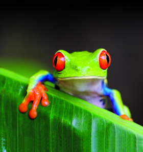 Costa Rica - Der Familien-Vortrag von PLANETVIEW
