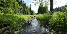 Lebensraum Bach – Im Thüringer Wald