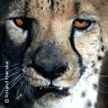 Afrika – Namibia & Botswana / Multi-Visions-Show von Roland Marske
