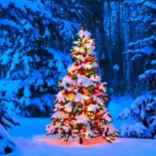 Die Weihnachtsbaumkönigin