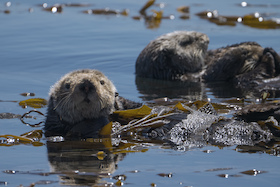 Mission Seeotter – Rettung für Kaliforniens Kelpwälder