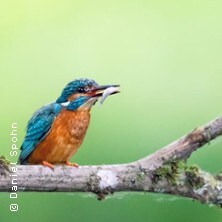 Seminar Faszination Eisvogelfotografie | Imaging World Nürnberg