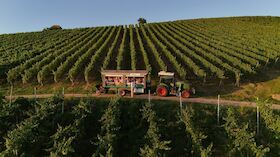 Picknick & Wein in den Reben