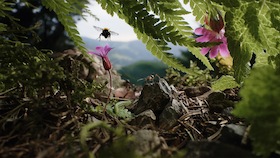 Insekten – Helden im Verborgenen