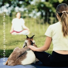 Yoga mit Schafen & Ziegen in der Natur