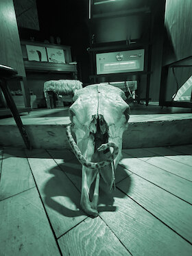 Klangverkostung: "Animalisch"