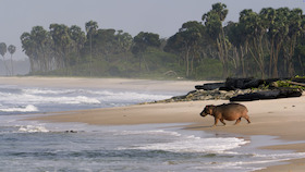 Surfing Hippos – Der Strand der Dschungeltiere