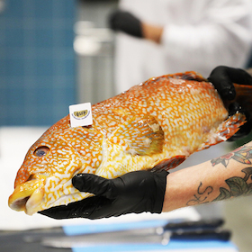 Küchenhandwerk - Fischfiletierkurs mit Kochbuchautor Gabriel Arendt