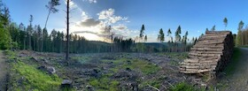Mein Wald – Fünf Jahre zwischen Mythos und Holz