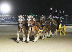 Warendorfer Hengstparaden 2026 - Parade bei Nacht