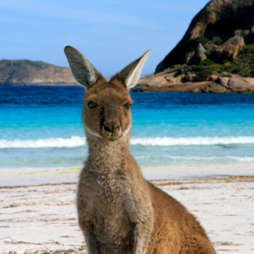 Abenteuer Fernweh: Australien. Traumstrände, Tierwelt und pulsierende Metropolen