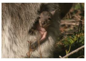 Tasmaniens wundersame Tierwelt – Die Insel der Schnabeltiere
